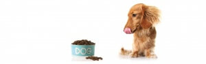 Brandable Business Names for sale at Namergy.com: DogFood.co